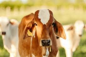 Gau Sewa is a sacred practice dedicated to the care, protection, and nourishment of cows, which are deeply revered in Indian culture.